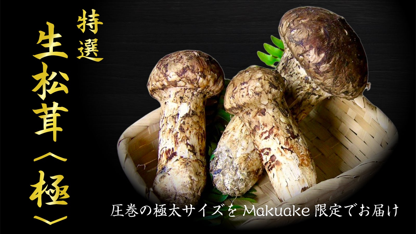 世界最大級の松茸産地から専用ルートで直送。元青果商社プロがお届けする生松茸〈極〉